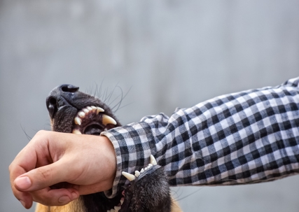 Dog Bite
